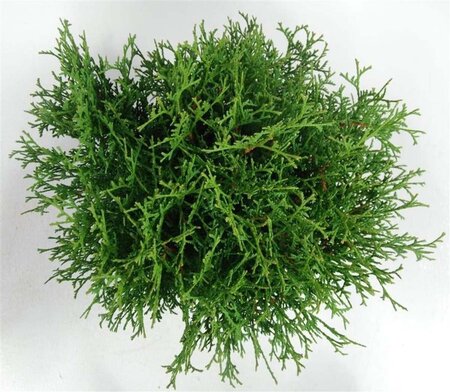 Thuja occ. 'Tiny Tim' 30-40 cm cont. 5,0L - afbeelding 4