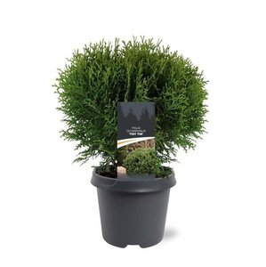 Thuja occ. 'Tiny Tim' 30-40 cm cont. 5,0L - afbeelding 7