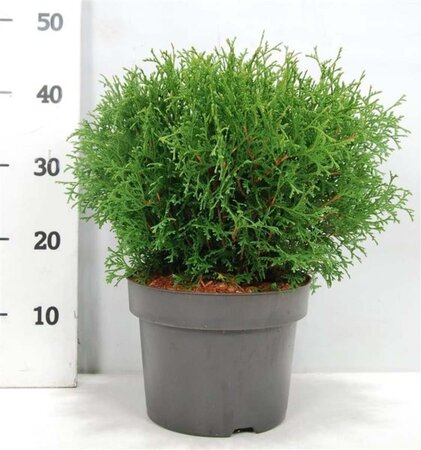 Thuja occ. 'Tiny Tim' 30-40 cm cont. 5,0L - afbeelding 5