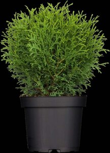 Thuja occ. 'Tiny Tim' 40-50 cm cont. 7,5L - afbeelding 1