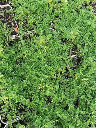 Thymus praecox 'Albiflorus' geen maat specificatie 0,55L/P9cm - afbeelding 5