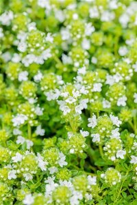 Thymus praecox 'Albiflorus' geen maat specificatie 0,55L/P9cm - afbeelding 1