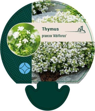 Thymus praecox 'Albiflorus' geen maat specificatie 0,55L/P9cm - afbeelding 7