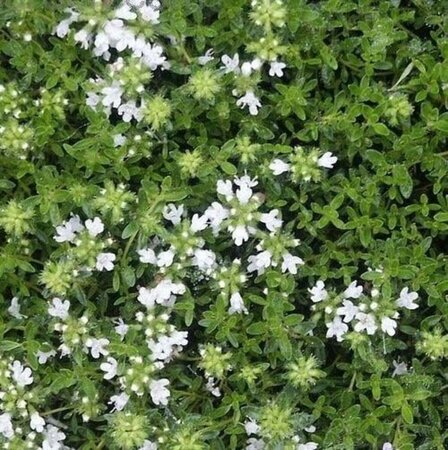 Thymus praecox 'Albiflorus' geen maat specificatie 0,55L/P9cm - afbeelding 4