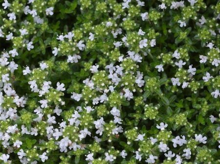 Thymus praecox 'Albiflorus' geen maat specificatie 0,55L/P9cm - afbeelding 2