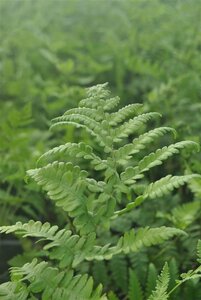 Thelypteris palustris geen maat specificatie 0,55L/P9cm