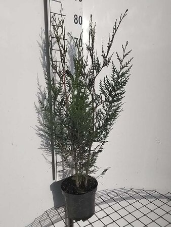 Thuja pl. 'Atrovirens' 60-80 cm cont. 3,0L - afbeelding 4