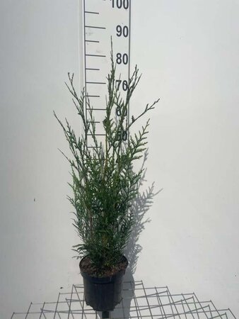 Thuja pl. 'Atrovirens' 60-80 cm cont. 3,0L - afbeelding 3