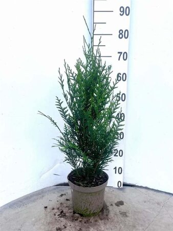 Thuja pl. 'Atrovirens' 60-80 cm cont. 3,0L - afbeelding 5