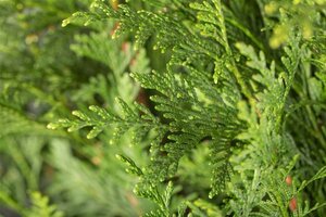 Thuja pl. 'Atrovirens' 60-80 cm cont. 3,0L - afbeelding 1