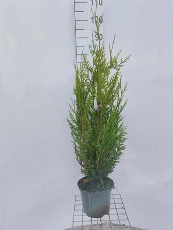 Thuja pl. 'Atrovirens' 80-100 cm cont. 4,0L - afbeelding 3