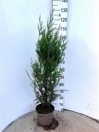 Thuja pl. 'Atrovirens' 80-100 cm cont. 5,0L - afbeelding 3