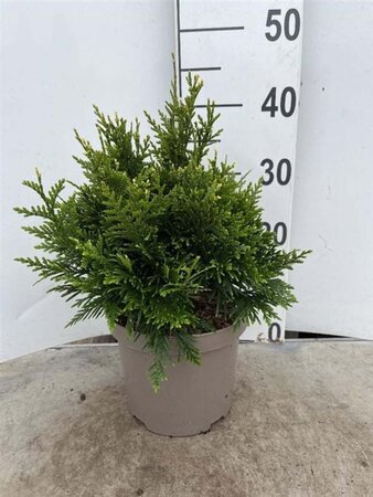 Thuja pl. 'Can-Can' 25-30 cm cont. 3,0L - afbeelding 1