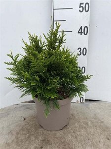 Thuja pl. 'Can-Can' 25-30 cm cont. 3,0L - afbeelding 1