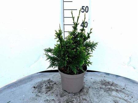 Thuja pl. 'Can-Can' 25-30 cm cont. 3,0L - afbeelding 2