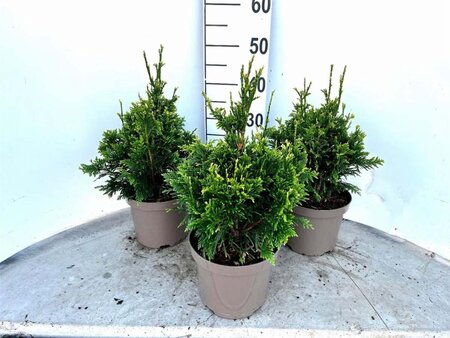 Thuja pl. 'Can-Can' 25-30 cm cont. 3,0L - afbeelding 3