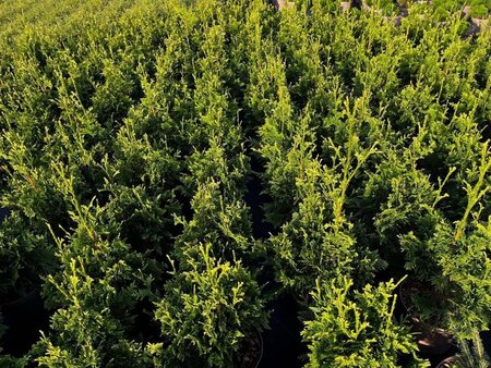 Thuja pl. 'Can-Can' 25-30 cm cont. 3,0L - afbeelding 4