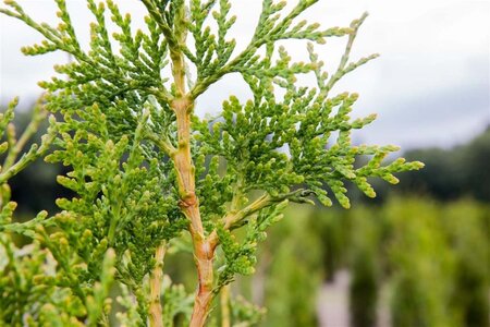 Thuja pl. 'Excelsa' 100-125 cm cont. 5,0L - afbeelding 1