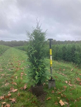 Thuja pl. 'Excelsa' 100-125 cm met kluit - afbeelding 3