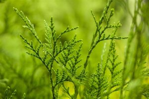 Thuja pl. 'Excelsa' 100-125 cm met kluit - afbeelding 2