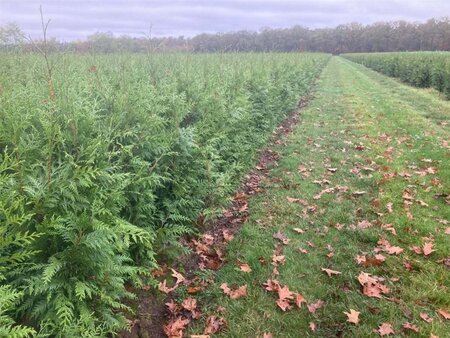 Thuja pl. 'Excelsa' 100-125 cm met kluit - afbeelding 4