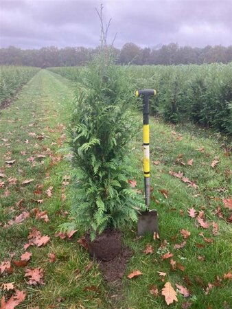 Thuja pl. 'Excelsa' 125-150 cm met kluit - afbeelding 3