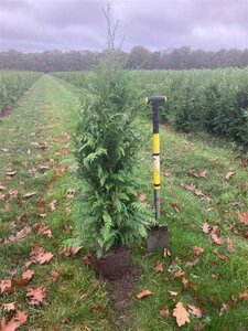 Thuja pl. 'Excelsa' 125-150 cm met kluit - afbeelding 3