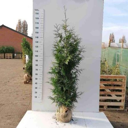 Thuja pl. 'Excelsa' 150-175 cm met kluit - afbeelding 4