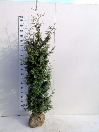 Thuja pl. 'Excelsa' 175-200 cm met kluit - afbeelding 4