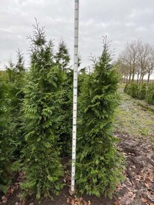 Thuja pl. 'Excelsa' 175-200 cm met kluit - afbeelding 5