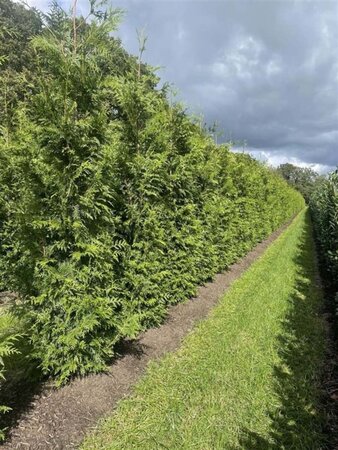 Thuja pl. 'Excelsa' 250-300 cm draadkluit - afbeelding 1