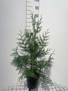 Thuja pl. 'Excelsa' 60-80 cm cont. 3,0L - afbeelding 3