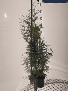 Thuja pl. 'Excelsa' 60-80 cm cont. 3,0L - afbeelding 4