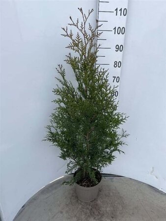 Thuja pl. 'Excelsa' 80-100 cm cont. 4,0L - afbeelding 3