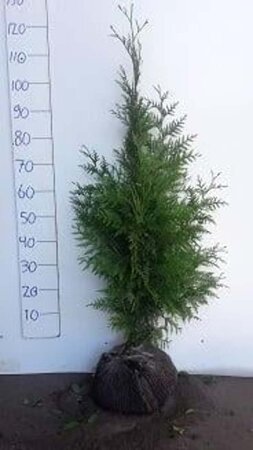 Thuja pl. 'Excelsa' 80-100 cm met kluit - afbeelding 4