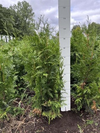 Thuja pl. 'Excelsa' 80-100 cm met kluit - afbeelding 3