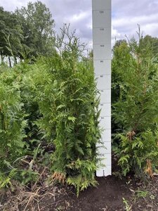 Thuja pl. 'Excelsa' 80-100 cm met kluit - afbeelding 3