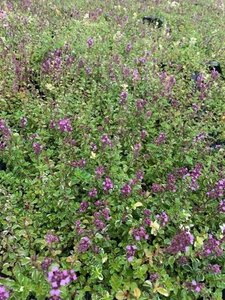 Thymus puleg. 'Foxley' geen maat specificatie 0,55L/P9cm