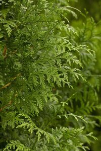 Thuja pl. 'Gelderland' 100-125 cm met kluit - afbeelding 1