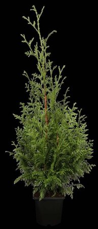 Thuja pl. 'Gelderland' 100-125 cm met kluit - afbeelding 2