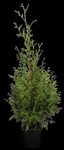 Thuja pl. 'Gelderland' 100-125 cm met kluit - afbeelding 2