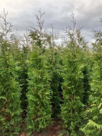 Thuja pl. 'Gelderland' 125-150 cm met kluit - afbeelding 4