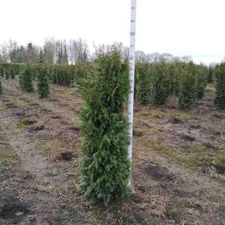 Thuja pl. 'Gelderland' 125-150 cm met kluit - afbeelding 3