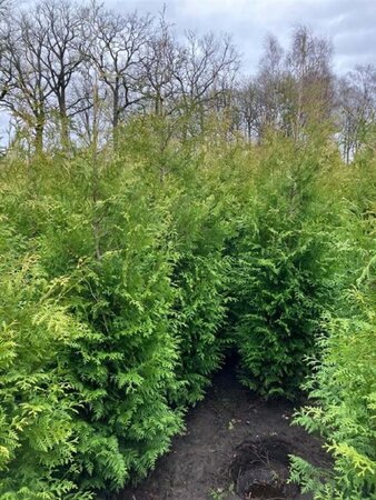 Thuja pl. 'Gelderland' 125-150 cm met kluit - afbeelding 5