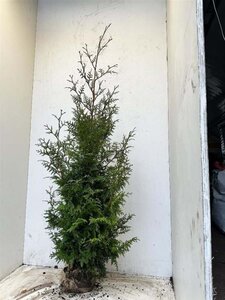 Thuja pl. 'Gelderland' 150-175 cm met kluit - afbeelding 3