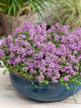 Thymus praecox 'Minor' geen maat specificatie 0,55L/P9cm - afbeelding 1