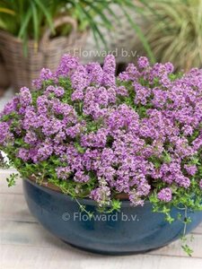 Thymus praecox 'Minor' geen maat specificatie 0,55L/P9cm - afbeelding 1