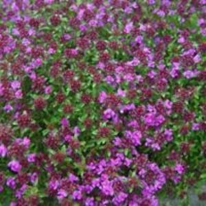 Thymus praecox 'Minor' geen maat specificatie 0,55L/P9cm - afbeelding 4