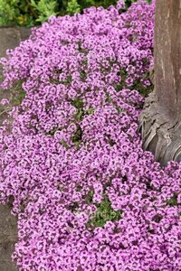 Thymus praecox 'Minor' geen maat specificatie 0,55L/P9cm - afbeelding 2