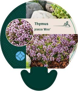 Thymus praecox 'Minor' geen maat specificatie 0,55L/P9cm - afbeelding 3